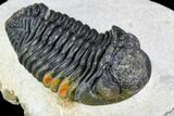 Bargain, Pedinopariops Trilobite - Mrakib, Morocco #110677-3